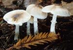 Lepiota rubrotincta: Leucoagaricus rubrotinctus - Fungi Species