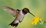 Black-chinned Hummingbird - Bird Species | Frinvelis jishebi | ფრინველის ჯიშები