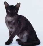 Asian (cat) - cat Breeds | კატის ჯიშები | katis jishebi