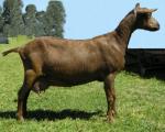 Australian Goat - Goat Breeds | txis jishebi | თხის ჯიშები