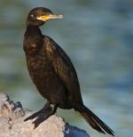 Neotropic Cormorant - Bird Species | Frinvelis jishebi | ფრინველის ჯიშები