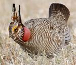 Lesser Prairie-Chicken - Bird Species | Frinvelis jishebi | ფრინველის ჯიშები