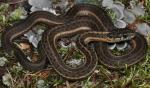 TERRESTRIAL GARTERSNAKE  <br /> Thamnophis elegans - snake species list a - z | gveli | გველი 