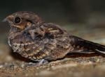 Common Pauraque - Bird Species | Frinvelis jishebi | ფრინველის ჯიშები