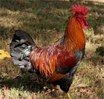 Welsummer - chicken breeds List | qatmis jishebi | ქათმის ჯიშები