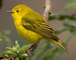 Yellow Warbler - Bird Species | Frinvelis jishebi | ფრინველის ჯიშები