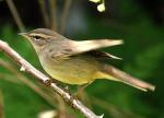 Dusky Warbler - Bird Species | Frinvelis jishebi | ფრინველის ჯიშები