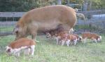 Hereford - pig breeds | goris jishebi | ღორის ჯიშები