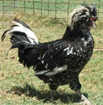 Houdan - chicken breeds List | qatmis jishebi | ქათმის ჯიშები
