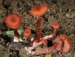 Laccaria fraterna - fungi species list A Z