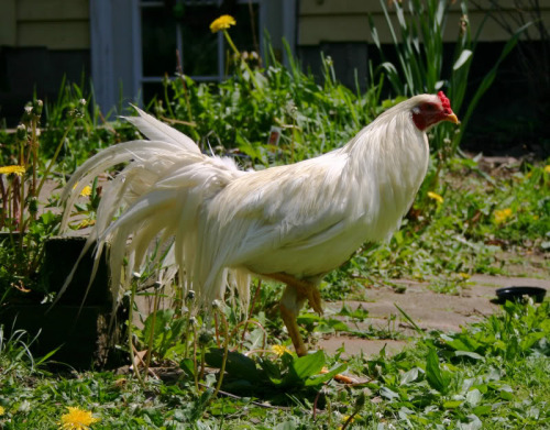 Yokohama - chicken breeds List | qatmis jishebi | ქათმის ჯიშები