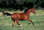 Quarter Horse | ცხენი | ცხენები | ცხენის ჯიშები
