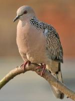 Spotted Dove - Bird Species | Frinvelis jishebi | ფრინველის ჯიშები
