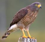 Roadside Hawk - Bird Species | Frinvelis jishebi | ფრინველის ჯიშები