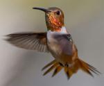 Allen's Hummingbird - Bird Species | Frinvelis jishebi | ფრინველის ჯიშები