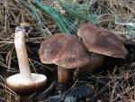 Tricholoma imbricatum - Fungi Species