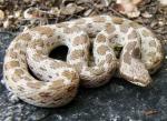 HOODED NIGHTSNAKE  Hypsiglena  - snake species list a - z | gveli | გველი 