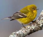 Pine Warbler - Bird Species | Frinvelis jishebi | ფრინველის ჯიშები