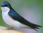 Tree Swallow - Bird Species | Frinvelis jishebi | ფრინველის ჯიშები