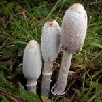 Coprinus comatus - fungi species list A Z