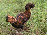 Polish - chicken breeds List | qatmis jishebi | ქათმის ჯიშები