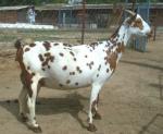 Barbari Goat - Goats Breeds | txis jishebi | თხის ჯიშები