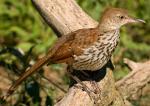 Brown Thrasher - Bird Species | Frinvelis jishebi | ფრინველის ჯიშები