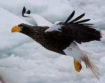 Steller's Sea-Eagle - Bird Species | Frinvelis jishebi | ფრინველის ჯიშები