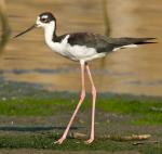 Black-necked Stilt - Bird Species | Frinvelis jishebi | ფრინველის ჯიშები