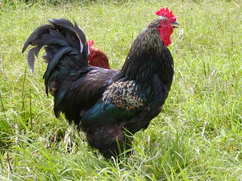 Jersey Giant | Chicken | Chicken Breeds