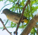 Virginia's Warbler - Bird Species | Frinvelis jishebi | ფრინველის ჯიშები