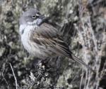 Sage Sparrow - Bird Species | Frinvelis jishebi | ფრინველის ჯიშები