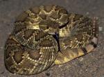  MOHAVE RATTLESNAKE <br /> Crotalus scutulatus | Snake Species