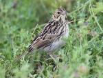 Baird's Sparrow - Bird Species | Frinvelis jishebi | ფრინველის ჯიშები