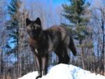 The Manitoba Wolf - wolf species | mglis jishebi | მგლის ჯიშები