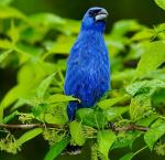Blue Grosbeak - Bird Species | Frinvelis jishebi | ფრინველის ჯიშები