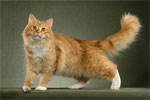 Siberian - cat Breeds list | კატის ჯიშები | katis jishebi