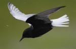 White-winged Tern - Bird Species | Frinvelis jishebi | ფრინველის ჯიშები