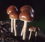 Psilocybe coprophila - fungi species list A Z
