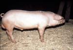 Lacombe - pig breeds | goris jishebi | ღორის ჯიშები