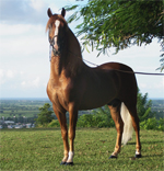 Paso Fino | ცხენი | ცხენები | ცხენის ჯიშები
