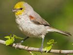 Verdin - Bird Species | Frinvelis jishebi | ფრინველის ჯიშები