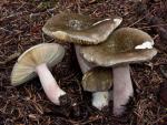 Russula olivacea - fungi species list A Z