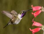 Lucifer Hummingbird - Bird Species | Frinvelis jishebi | ფრინველის ჯიშები