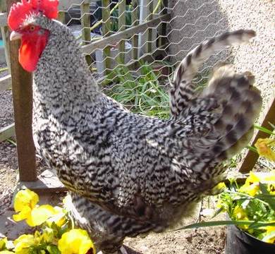 Marans - chicken breeds List | qatmis jishebi | ქათმის ჯიშები