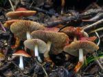 Naematoloma aurantiaca: Hypholoma aurantiaca - Fungi Species