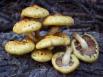 Pholiota aurivella - fungi species list A Z
