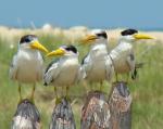 Large-billed Tern - Bird Species | Frinvelis jishebi | ფრინველის ჯიშები