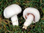 Meadow Mushroom: Agaricus campestris - Fungi Species