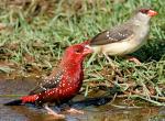 Red Avadavat - Bird Species | Frinvelis jishebi | ფრინველის ჯიშები